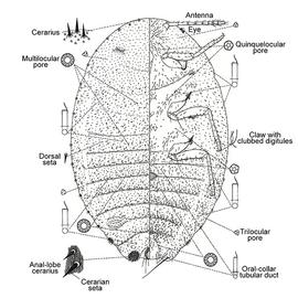   Phenacoccus helianthi  
 Illustration by Ferris (1950) 